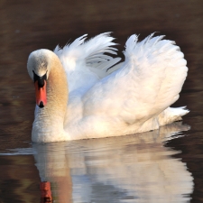 Mute Swan