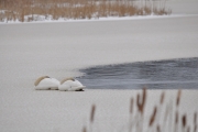 Mute Swans