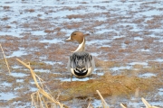 Pintail Duck