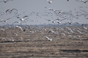 Snow Geese-1